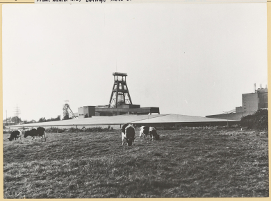 Fotografie der Zeche Haniel 1/2 mit im Vordergrund grasenden Kühen, dem großen Flachbau als Fahrradkeller sowie Fördergerüsten und anderen Gebäuden.