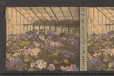 Innenansicht eines Gewächshauses aus Glas, bestückt mit Blumen in weiß, rosa und violett. 