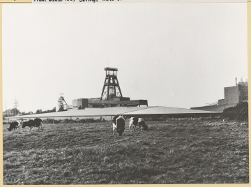 Fotografie der Zeche Haniel 1/2 mit im Vordergrund grasenden Kühen, dem großen Flachbau als Fahrradkeller sowie Fördergerüsten und anderen Gebäuden.